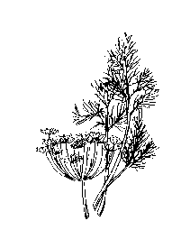 la plante médicinale Aneth odorant. Aneth odorant.