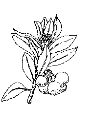 la plante médicinale Arbousier. Arbousier.