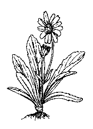 la plante médicinale Arnica. Arnica.