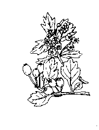 la plante médicinale Aspérule odorante. Aspérule odorante.