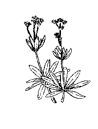 la plante médicinale Aubépine gélule. Aubépine gélule.