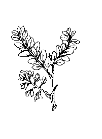 la plante médicinale Acacia. Acacia.