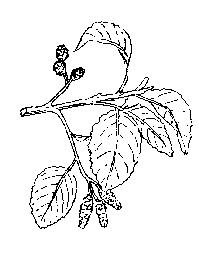 la plante médicinale Aulne. Aulne.