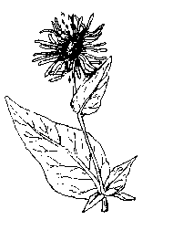 la plante médicinale Aunée officinale. Aunée officinale.