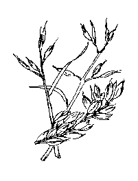 la plante médicinale Avoine. Avoine.