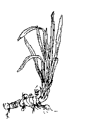 la plante médicinale Acore odorant. Acore odorant.