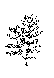 la plante médicinale Agripaume. Agripaume.