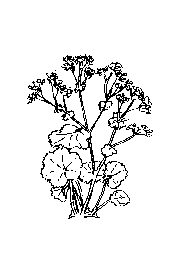 la plante médicinale Alchémille. Alchémille.