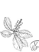 la plante médicinale Café vert. Comment se soigner avec une médecine naturelle et la plante Café vert.