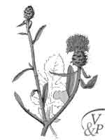 la plante médicinale Centaurée. Comment se soigner avec une médecine naturelle et la plante Centaurée.