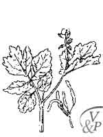 la plante médicinale Chélidoine. Comment se soigner avec une médecine naturelle et la plante Chélidoine.