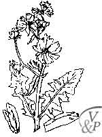 la plante médicinale Chicorée. Comment se soigner avec une médecine naturelle et la plante Chicorée.